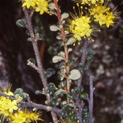 Phebalium squamulosum subsp. ozothamnoides (Alpine Phebalium, Scaly Phebalium) at Bombala, NSW - 8 Oct 1999 by BettyDonWood