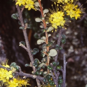 Phebalium squamulosum subsp. ozothamnoides at Bombala, NSW - 9 Oct 1999 12:00 AM