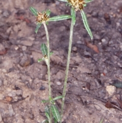 Euchiton involucratus (Star Cudweed) at Endeavour Reserve (Bombala) - 4 Feb 1999 by BettyDonWood