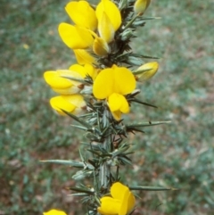 Ulex europaeus (Gorse) at Coolangubra State Forest - 22 Oct 1998 by BettyDonWood