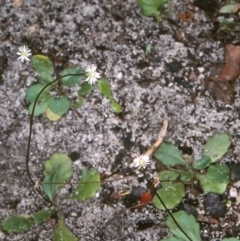 Lagenophora gracilis (Slender Lagenophora) at Pambula Beach, NSW - 6 Jan 1998 by BettyDonWood