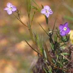 Veronica subtilis (Slender Speedwell) at Coolangubra State Forest - 4 Feb 1999 by BettyDonWood