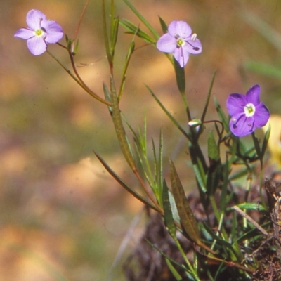 Veronica subtilis (Slender Speedwell) at Coolangubra State Forest - 5 Feb 1999 by BettyDonWood