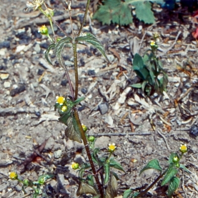 Galinsoga parviflora (Potato Weed) at Lochiel, NSW - 23 Oct 1998 by BettyDonWood