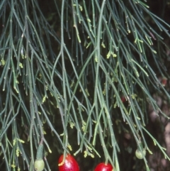 Exocarpos cupressiformis (Cherry Ballart) at Lochiel, NSW - 23 Nov 1997 by BettyDonWood