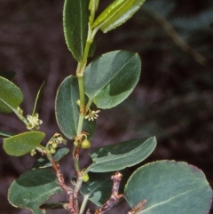 Muehlenbeckia adpressa (Climbing Lignum) at Eden, NSW - 3 Feb 1998 by BettyDonWood