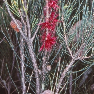 Allocasuarina nana at Coolumbooka Nature Reserve - 22 Oct 1998