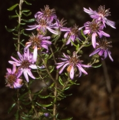 Olearia iodochroa (Violet Daisy-bush) at Coolangubra State Forest - 24 Oct 1997 by BettyDonWood
