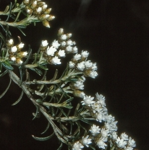 Ozothamnus thyrsoideus at Coolangubra State Forest - 24 Oct 1997 12:00 AM