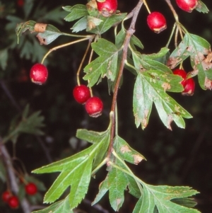 Crataegus monogyna at Rosemeath, NSW - 18 Feb 1998