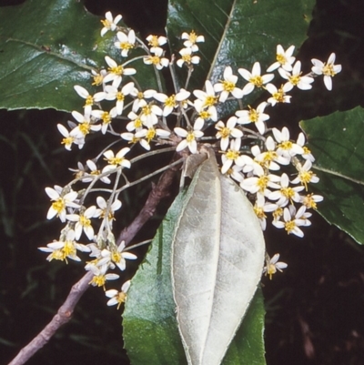 Olearia argophylla (Native Musk) at Coolangubra State Forest - 26 Nov 1997 by BettyDonWood