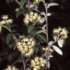 Pomaderris andromedifolia subsp. andromedifolia (Andromeda Pomaderris) at Nullica State Forest - 17 Oct 1997 by BettyDonWood