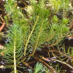 Myriophyllum variifolium (Varied Water-milfoil) at Nullica State Forest - 26 Nov 1997 by BettyDonWood