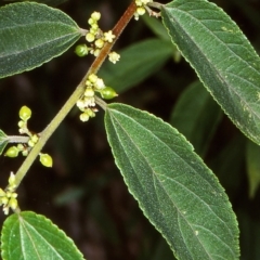 Trema tomentosa var. aspera (Native Peach) at Nullica State Forest - 7 Jan 1997 by BettyDonWood
