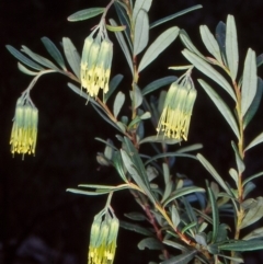 Leionema ralstonii (Ralston's Leionema) at Nullica State Forest - 5 Jul 1998 by BettyDonWood