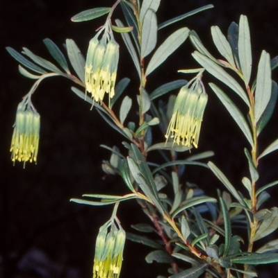 Leionema ralstonii (Ralston's Leionema) at Nullica State Forest - 5 Jul 1998 by BettyDonWood