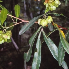 Dodonaea viscosa subsp. spatulata (Broad-leaved Hop Bush) at Burragate, NSW - 24 Nov 1997 by BettyDonWood