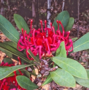 Telopea oreades at Nalbaugh State Forest - 8 Nov 1997 12:00 AM