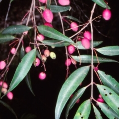 Notelaea ligustrina (Native Olive) at South East Forest National Park - 17 Feb 1998 by BettyDonWood