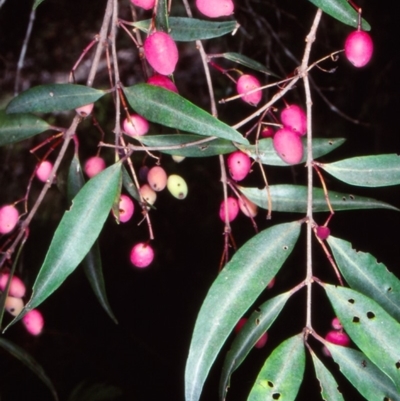 Notelaea ligustrina (Native Olive) at South East Forest National Park - 17 Feb 1998 by BettyDonWood