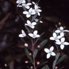 Philotheca virgata (Tasmanian Waxflower) at Nethercote, NSW - 17 Oct 1997 by BettyDonWood