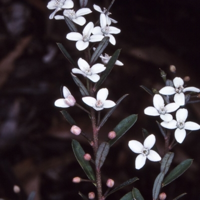 Philotheca virgata (Tasmanian Waxflower) at Nethercote, NSW - 17 Oct 1997 by BettyDonWood