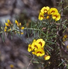 Dillwynia sieberi (Sieber's Parrot Pea) at South East Forest National Park - 23 Oct 1997 by BettyDonWood