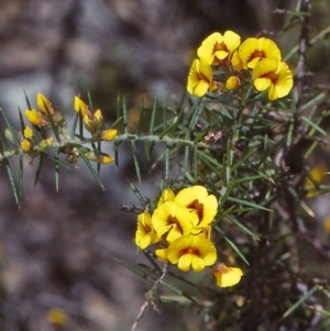 Dillwynia sieberi at Coolangubra, NSW - 24 Oct 1997 12:00 AM