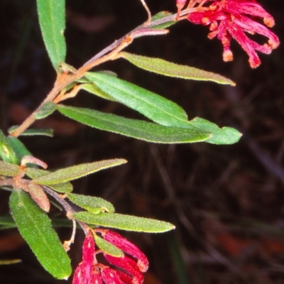 Grevillea irrasa subsp. irrasa at Nethercote, NSW - 14 Feb 1998 by BettyDonWood