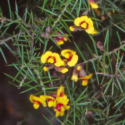 Dillwynia sieberi (Sieber's Parrot Pea) at Coolangubra, NSW - 18 Sep 1998 by BettyDonWood