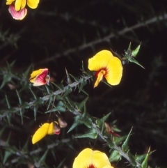 Bossiaea cordifolia (Showy Bossiaea) at Eden, NSW - 27 Aug 1997 by BettyDonWood