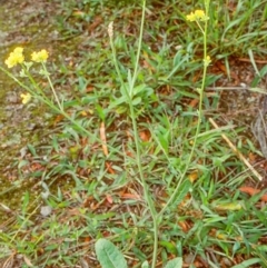 Hirschfeldia incana (Buchan Weed) at Eden, NSW - 7 Jan 1997 by BettyDonWood