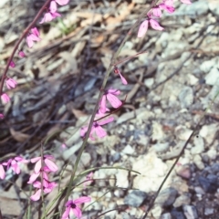 Tetratheca subaphylla (Leafless Pink-bells) at Nullica, NSW - 23 Oct 1997 by BettyDonWood