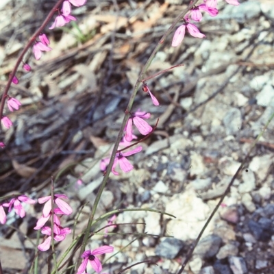 Tetratheca subaphylla (Leafless Pink-bells) at Nullica, NSW - 23 Oct 1997 by BettyDonWood