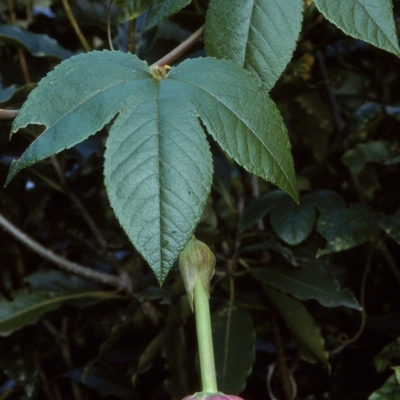 Passiflora tarminiana (Banana Passionfruit) at Nethercote, NSW - 5 Jul 1997 by BettyDonWood