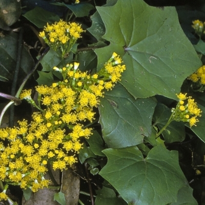 Delairea odorata (Cape Ivy) at Nethercote, NSW - 5 Jul 1997 by BettyDonWood