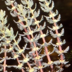 Myriophyllum verrucosum (Red Water-milfoil) at Coolangubra, NSW - 23 Feb 2000 by BettyDonWood