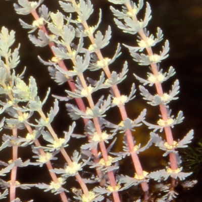 Myriophyllum verrucosum (Red Water-milfoil) at Coolangubra, NSW - 24 Feb 2000 by BettyDonWood