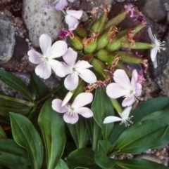 Saponaria officinalis (Soapwort, Bouncing Bet) at Coolangubra, NSW - 14 Feb 1998 by BettyDonWood