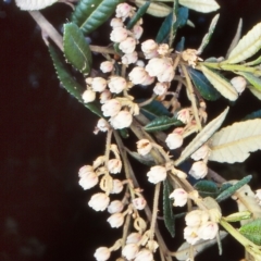 Elaeocarpus holopetalus (Black Olive Berry) at Yambulla, NSW - 5 Dec 1998 by BettyDonWood