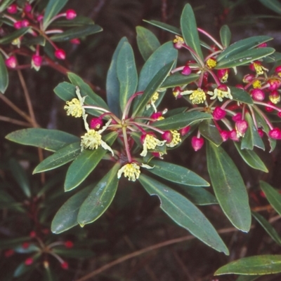Tasmannia lanceolata (Mountain Pepper) at Yambulla, NSW - 22 Sep 1998 by BettyDonWood