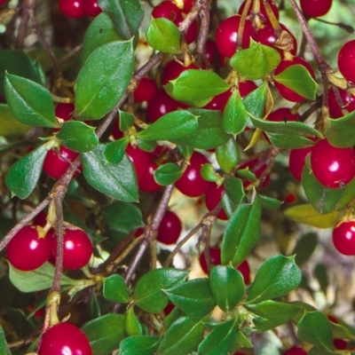 Coprosma hirtella (Currant Bush) at Yambulla, NSW - 14 Feb 1998 by BettyDonWood