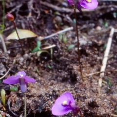 Utricularia monanthos (Tasmanian Bladderwort) at South East Forest National Park - 30 Apr 1998 by BettyDonWood