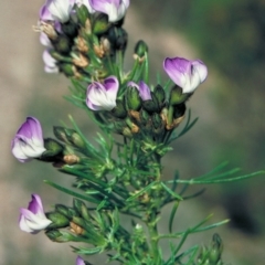 Psoralea pinnata (African Scurf-pea) at Yambulla, NSW - 23 Oct 1997 by BettyDonWood