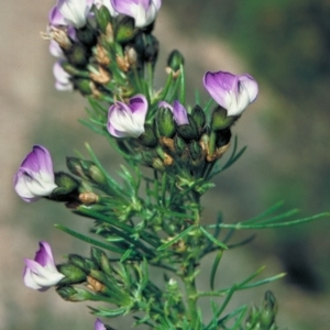 Psoralea pinnata at Yambulla, NSW - 24 Oct 1997 12:00 AM