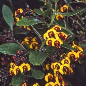 Daviesia mimosoides subsp. acris at Nungatta, NSW - 24 Oct 1997 12:00 AM
