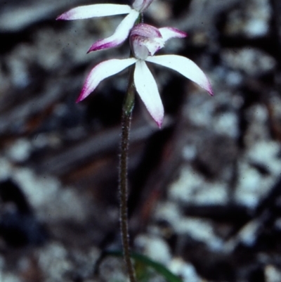 Caladenia clarkiae (Honey Caladenia) at Yambulla, NSW - 22 Sep 1998 by BettyDonWood