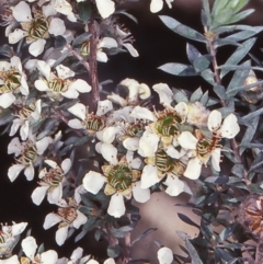 Leptospermum lanigerum (Woolly Teatree) at Yambulla, NSW - 25 Nov 1997 by BettyDonWood