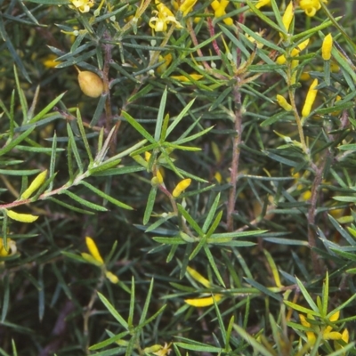 Persoonia juniperina (Prickly Geebung) at Green Cape, NSW - 6 Jan 1998 by BettyDonWood