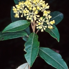 Pomaderris elliptica var. elliptica at Yambulla, NSW - 20 Sep 1998 by BettyDonWood